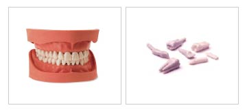 歯牙模型 ＆ 歯牙